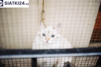 Siatki Gorzów Wielkopolski - Zabezpieczenie balkonu siatką - Kocia siatka - bezpieczny kot dla terenów Gorzowa Wielkopolskiego